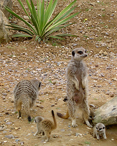 comparethemeerkatbabies