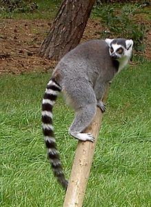 Lemur's roaminf freely