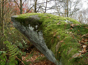 Looking like the Lizard at Brimham Rocks